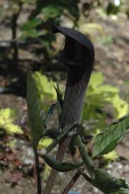 Image result for Arisaema