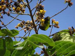 Image result for Centrolobium