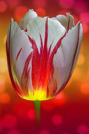 Check spelling or type a new query. Pin On Flowers I Love Tulips
