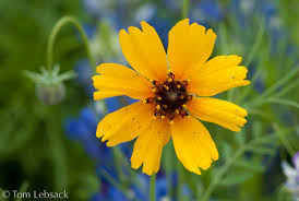 Image result for Rhynchosia holosericea