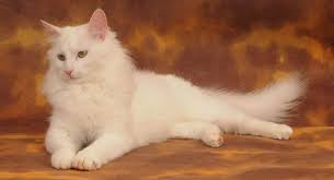 Usually breeders make kittens available between twelve and sixteen weeks of age. Turkish Angora Price Cost Range Where To Buy Angora Kittens