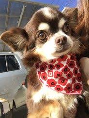 保護犬のお世話 トリミングボランティア募集 By 一般社団法人つなぐいのち Activo アクティボ 2020 動物保護 犬 ボランティア