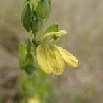 Image result for Justicia odora