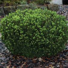 With their soft yellow blooms, along with their unique foliage and growth pattern, they would make the perfect accent for your lawn. Southern Living Plants Outdoor Baby Gem Boxwood Evergreen Shrub 2 5 Qt Walmart Com Walmart Com