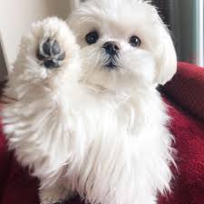 Teacup puppies for sale 2014♥ super cute and playful pomeranian ♥ www teacuppuppiesstore com. Teacup Dogs For Tiny Canine Lovers