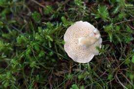 Image result for Hylodesmum repandum