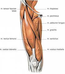 10 muscles of the gluteal region name of the muscle action/s gluteus maximus extends and rotates thigh laterally gluteus medius abducts and rotates thigh medially gluteus minimus tensor fasciae latae. Two Jointed Muscles Of The Lower Body What They Are And How To Train Breaking Muscle