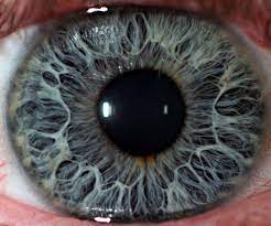 20 Incredible Eye Macros Fotografia De Los Ojos Imagenes De Ojos Fotos De Ojos