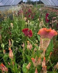 Image result for Celosia schweinfurthiana