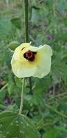 Image result for Hibiscus diversifolius