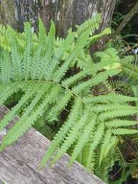 Image result for Cyclosorus striatus