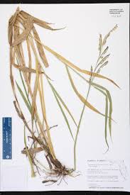 Image result for Urochloa brizantha