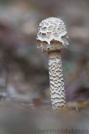Bertholds Fotos Riesenschirmling Pilze Schirmling Pilze Sammeln