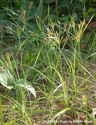 Image result for Cyperus nduru