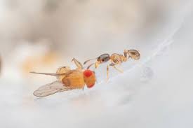 Image result for Polystachya bicarinata