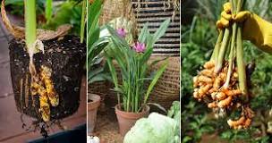 Image result