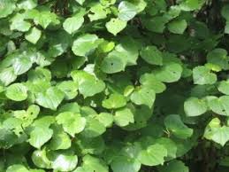 Image result for kawakawa