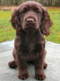 Black And Brown Working Cocker Spaniel I Want Working Cocker Pup Cute Dogs Cocker Spaniel Temperament Cute Animals