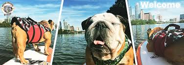 Bulldog rescue is the original and longest running breed rescue for bulldogs, we have helped over 3,000 bulldogs in almost 20 years of service and our history goes back over 40 years. Home Austin Bulldog Rescue