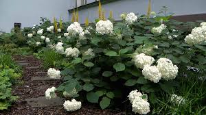 We did not find results for: Bluhende Geholze Fur Den Schatten Gartennatur Com