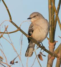 Birds Of East Texas Book Mockingbird State Birds Beautiful Birds Bird Book