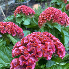 Image result for Celosia nervosa