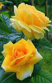 Pin On Flower Arrangements