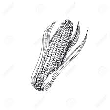 We did not find results for: Beautiful Vector Hand Drawn Vegetables Illustration Detailed Royalty Free Cliparts Vectors And Stock Illustration Image 97763520