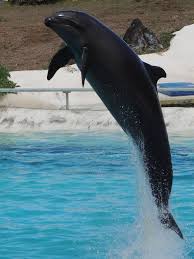 6 Shocking Wholphin Facts - Fact Animal