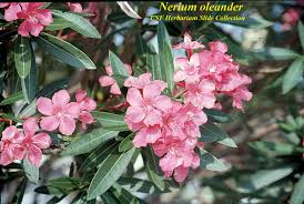 Image result for Nerium oleander