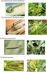 Integration of biological control strategies with crop disease management. Spread And Impact Of Fall Armyworm Spodoptera Frugiperda J E Smith In Maize Production Areas Of Kenya Sciencedirect