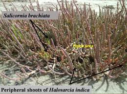 Image result for Halosarcia