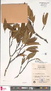 Image result for Malouetia