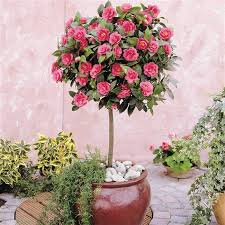 To keep your garden looking amazing throughout the year, make sure to mix it up: Standard Camellia Tree 1 Tree Bloemzaden Bloemplanten Bonsai Bomen