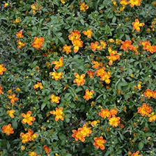 Image result for Bidens baumii