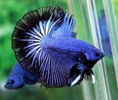Check us out at @roninbettas on instagram and facebook! Betta Dragon 4 A 5 Cm Betta Rsdiscus Aquarios E Peixes Ornamentais