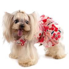 Favorite this post aug 15 super cute mini poodle. Amazon Com Cutebone Dog Dresses For Small Dogs Female Girl Chihuahua Puppy Yorkie Clothes Pet Supplies