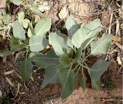 Image result for Nicotiana glauca