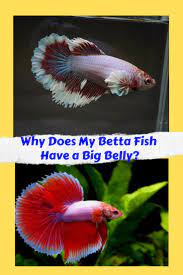 Why Does My Betta Fish Have A Big Belly Betta Fish Betta Fish Care Betta