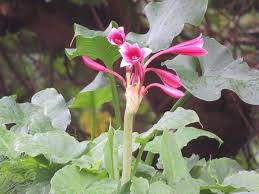 Image result for Crinum buphanoides