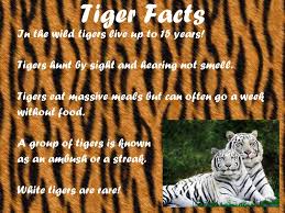 However, approximately half of all wild tiger cubs do not survive past the first two years of life. Tigers Tigers Are About 1 Metre High And Can Be Almost 3 Metres Long Ppt Download
