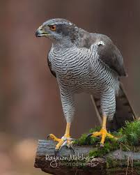 Birds Of Prey Animals A Male Northern Goshawk What A Awesome Bird Of Prey Goshawk Birdofprey Elite Raptors Birdfreaks Bird Birds Of Prey Northern Goshawk Prey Animals