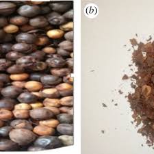 Image result for Afrostyrax