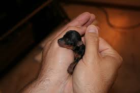 Each day you can see their progression and development. Newborn Yorkie Love Teacup Yorkie Puppy Yorkie Puppy Yorkie Yorkshire Terrier