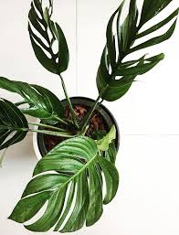 These two plants look almost identical. Rare Plants