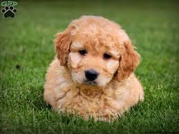 The goldendoodle is a mix breed dog that is between a poodle ( either standard, moyen, miniature, or toy), and the golden retriever. Buddy Mini Goldendoodle Puppy For Sale From Gordonville Pa Greenfield Puppies Puppies Goldendoodle Puppy Mini Goldendoodle Puppies