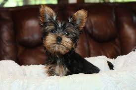 Yorkshire Terrier Puppy For Sale In Staten Island Ny Adn 42514 On Puppyfinder Com Gend Yorkshire Terrier For Sale Yorkshire Terrier Yorkshire Terrier Puppies