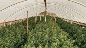 The reasons why they are pests include: Growing Marijuana In A High Tunnel Or Greenhouse Blog