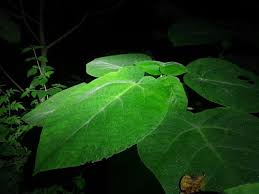 Image result for Urticaceae