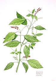 Image result for Rivina humilis